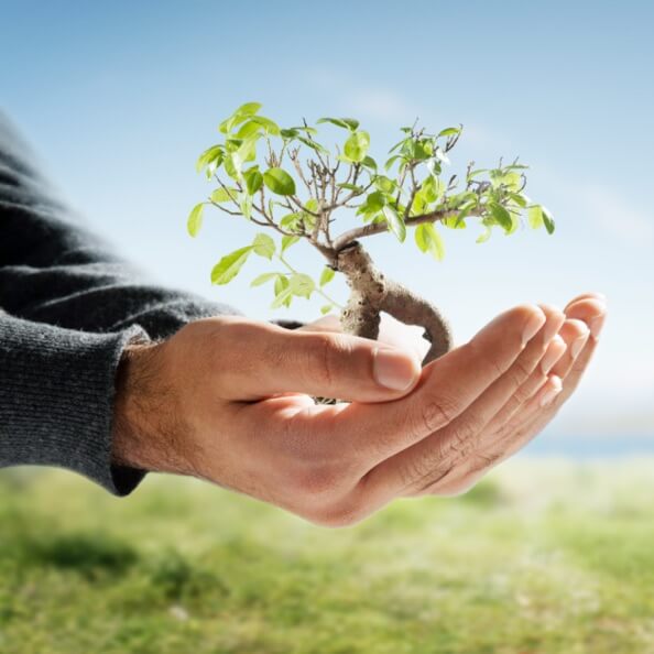 A hand holding a tiny tree in its palm against a bright grass and sky background. 