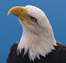 eagle_web