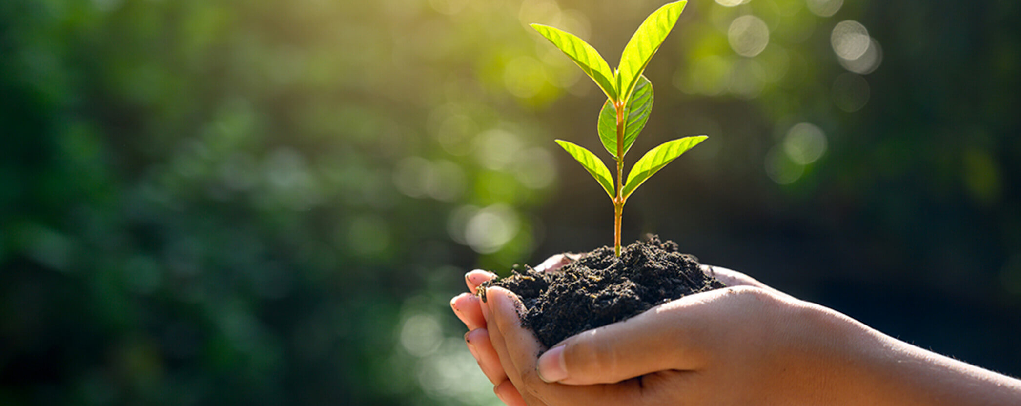 An hand holding a tree sapling in soil with sunshine.