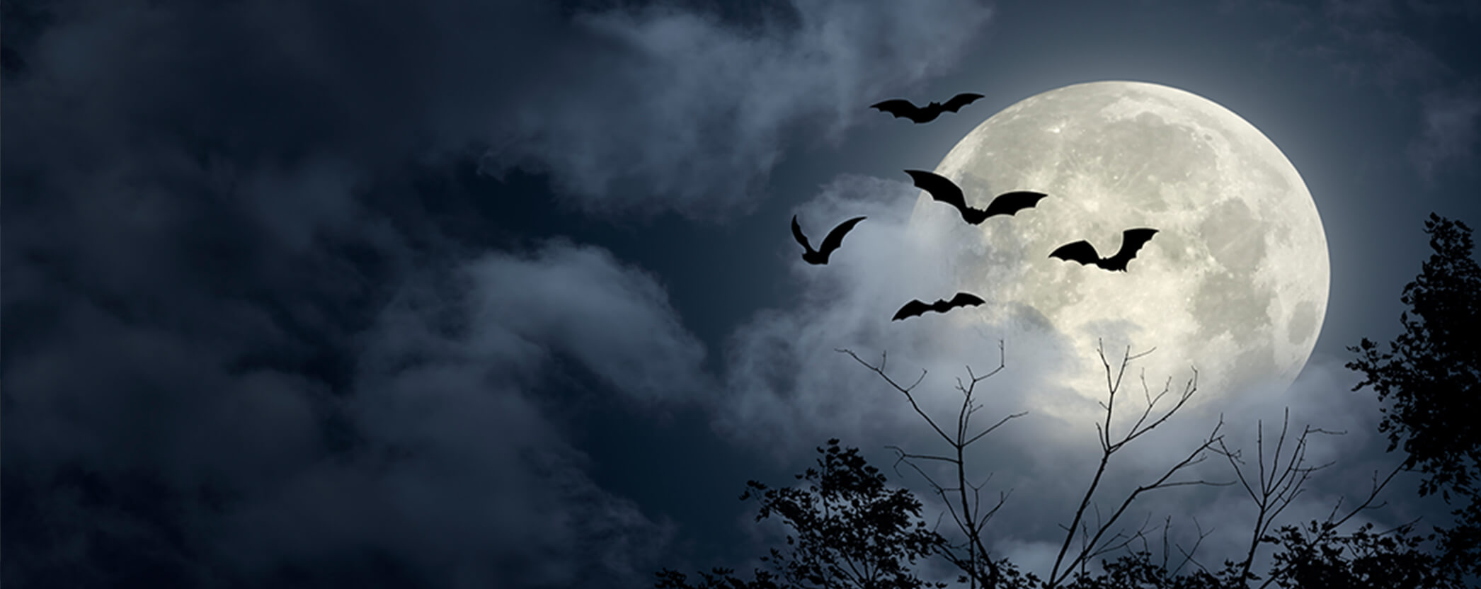 spooky bats flying across the moon