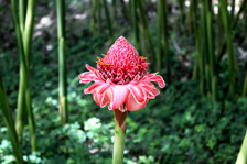 iStock_Colombian_Flower