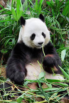 Panda_Bamboo_BG