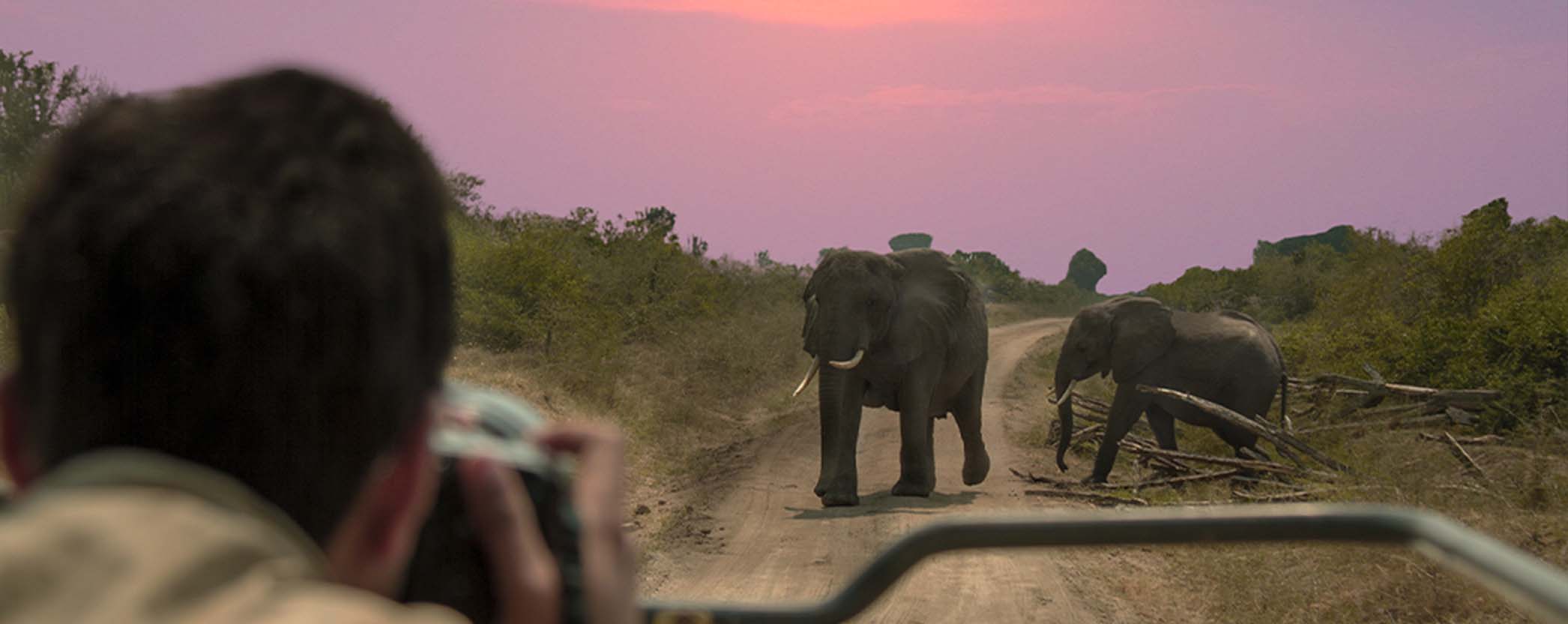 wildlife 