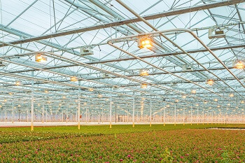 horticulture_lighting